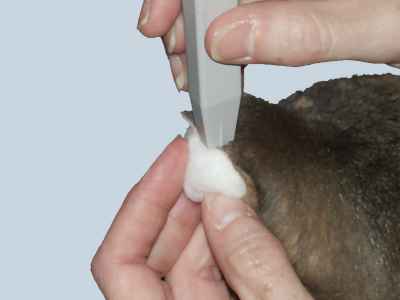 Pricking the marginal ear vein - you can do this with or without the ball of cotton wool.